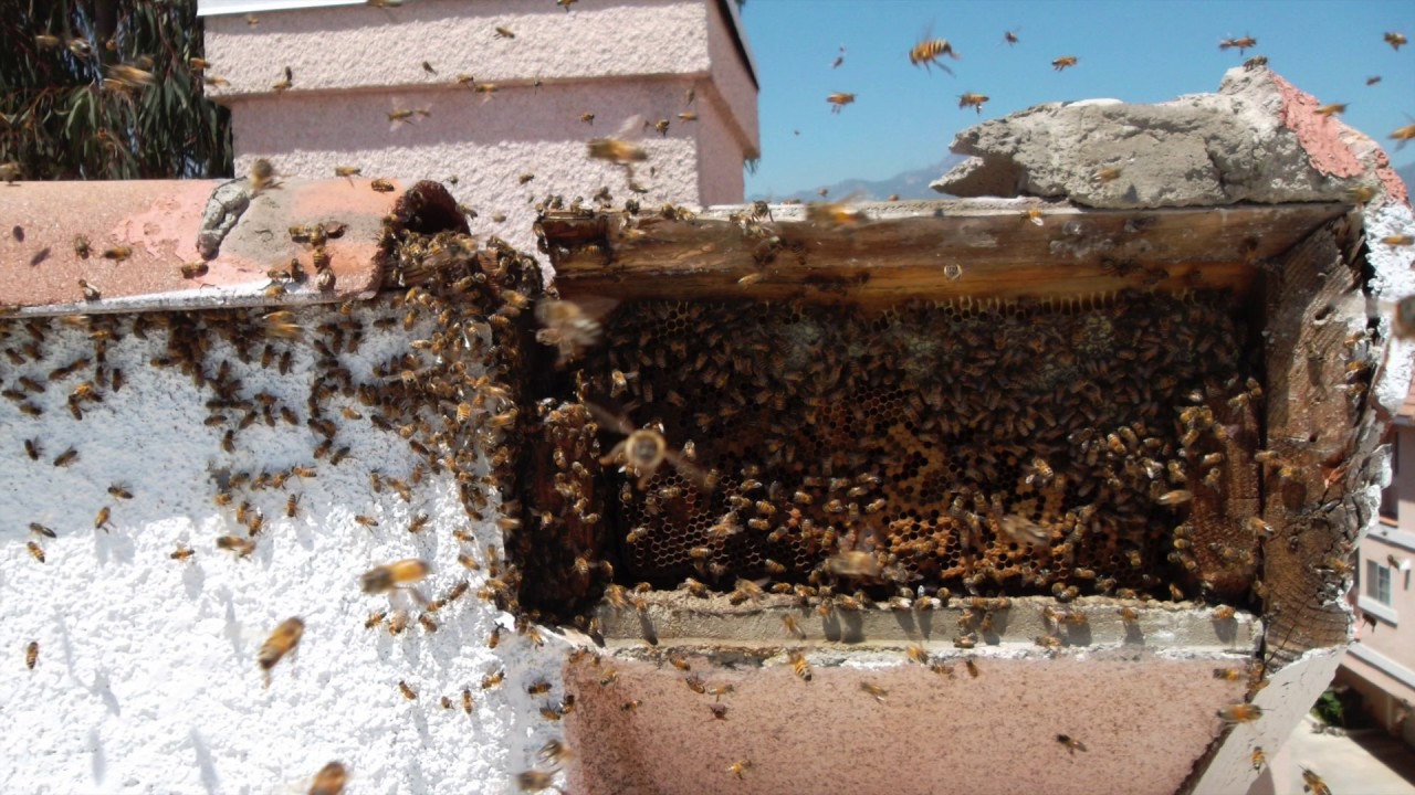 Remove Bee Hive - Houston TX - 713-551-6320