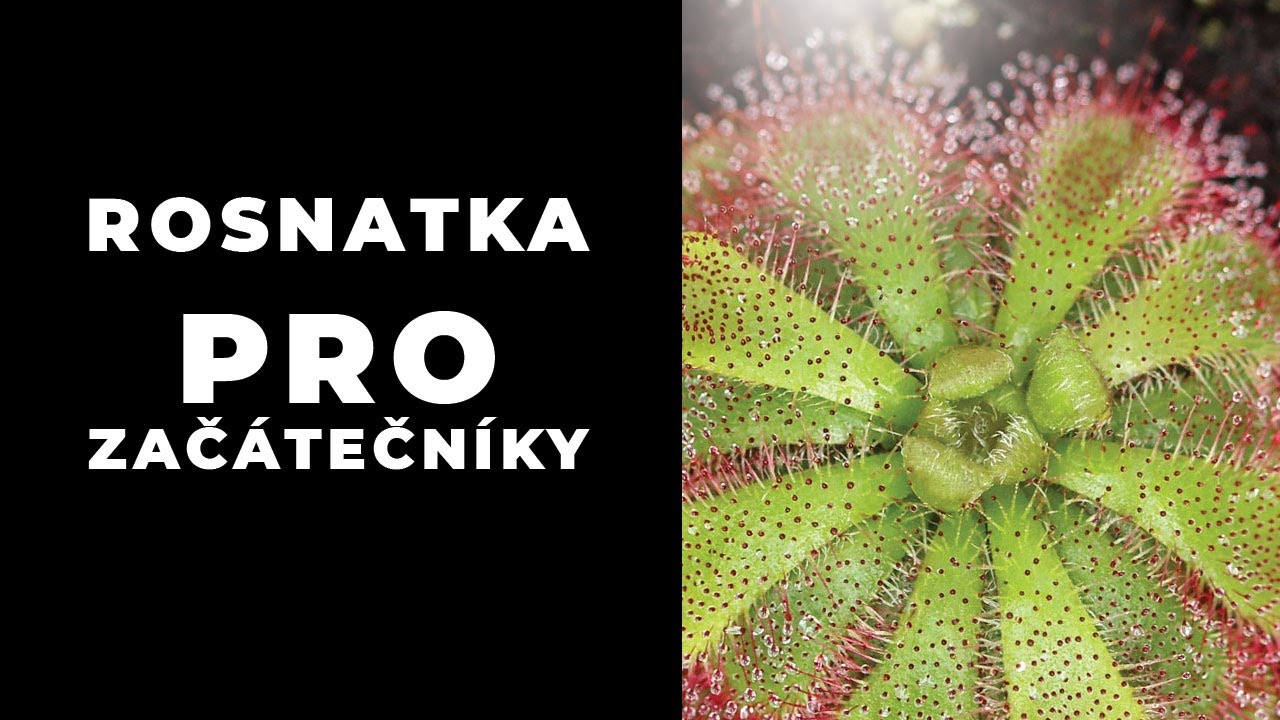 Rosnatka vhodná pro začátečníky