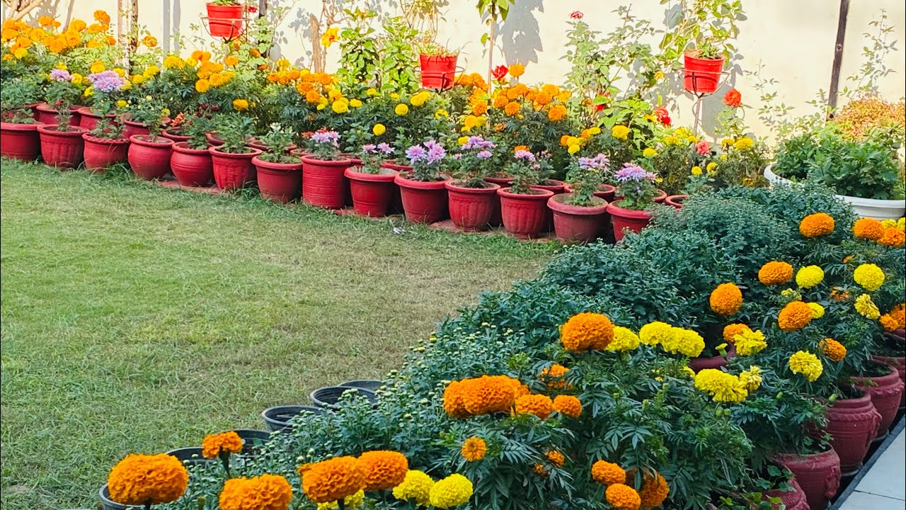 Chrysanthemum#thailand CRYSANTHEMUM#गुलदाउदी 