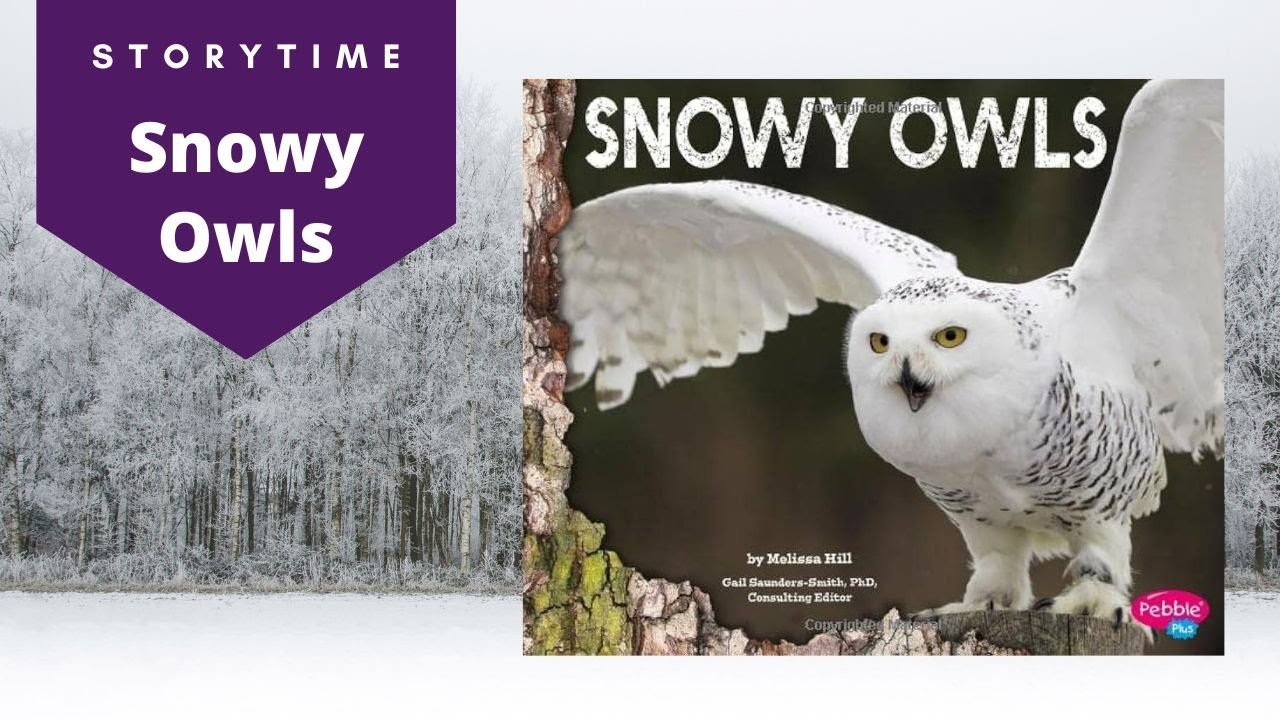 Snowy Owls by Melissa Hill | Read Aloud Children's Book | Storytime