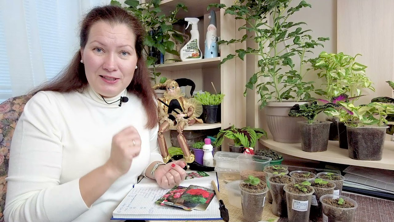 СРОЧНО СЕЙТЕ! Секреты выращивания пеларгонии из семян