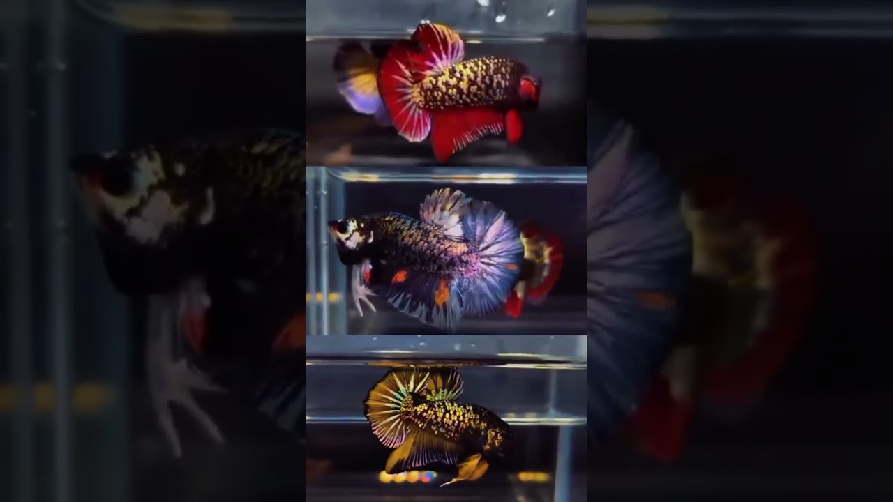 #rarebetta #bettafish #worldrarebetta