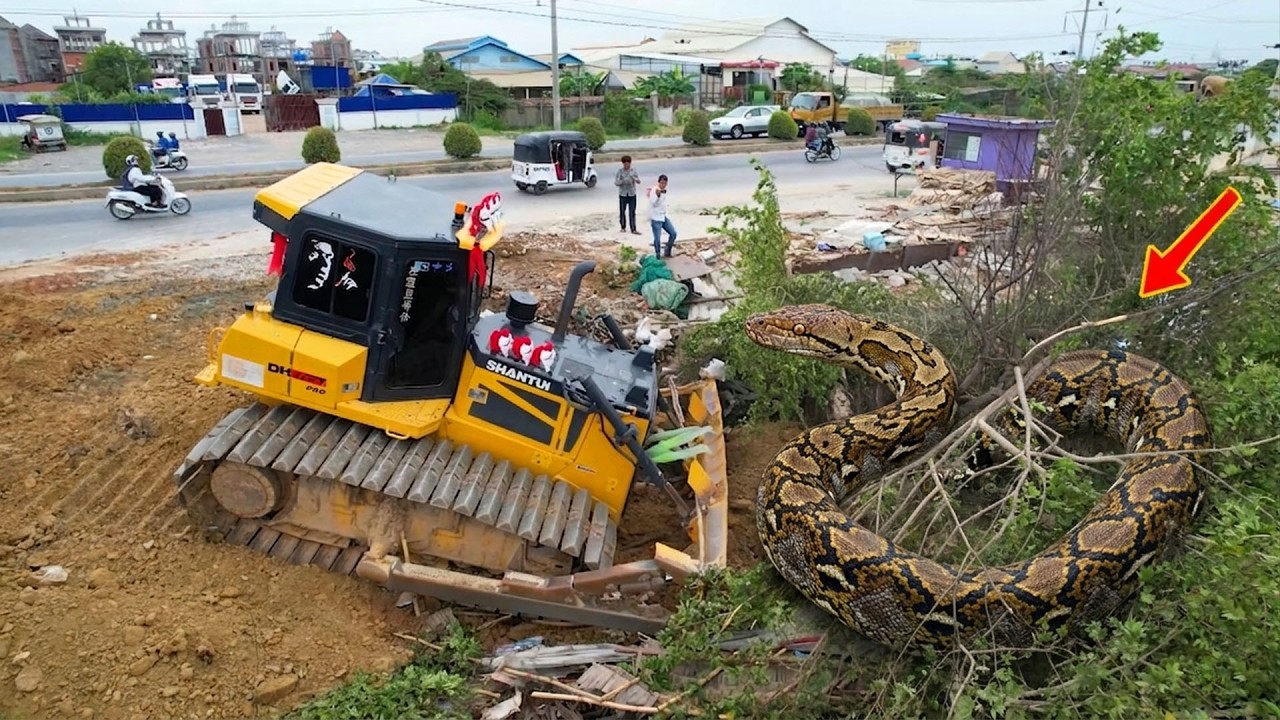 Experts Bulldozer Shantui C3 clear forests and snake habitats And Dump Dongfang Trucks 24T 