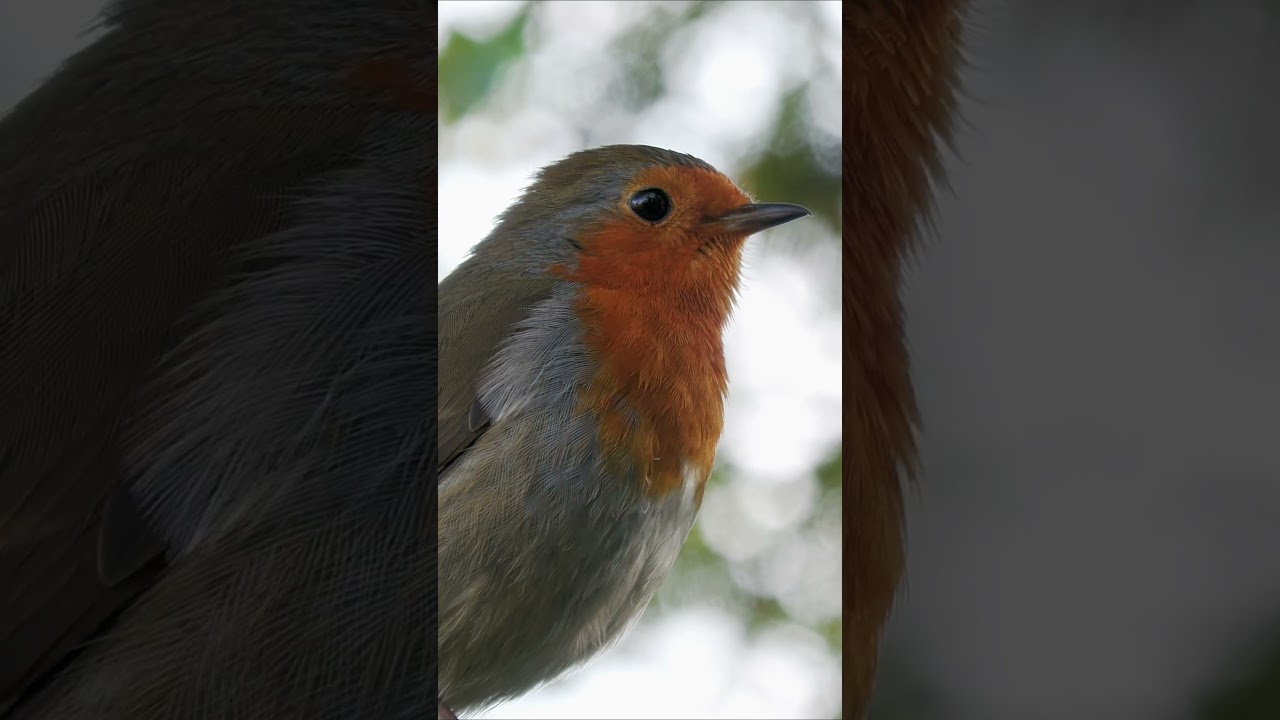 Robin in a tree at RSPB Leighton Moss Nature Reserve #birds #birding #robin #rspb #wildlife