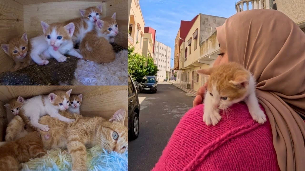 Разгневанный котенок пытается залезть на маму-кошку, как она это сделала с дамой.