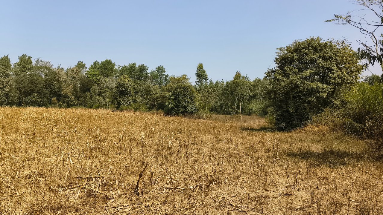 3 Acres Agricultural Land for Sale | Near State Highway | Belur–Sakleshpur–Hassan | Villbiz 