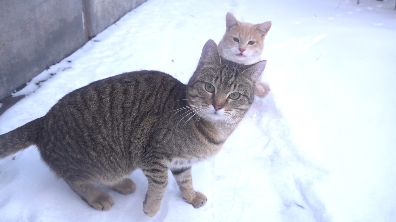 Hungry cats runs to me in the snow