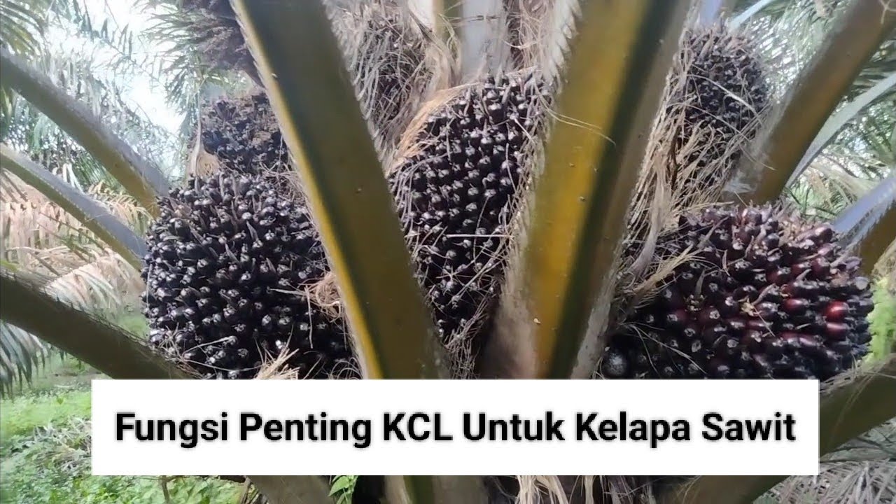 Manfaat Utama Pupuk KCL Untuk Kelapa Sawit