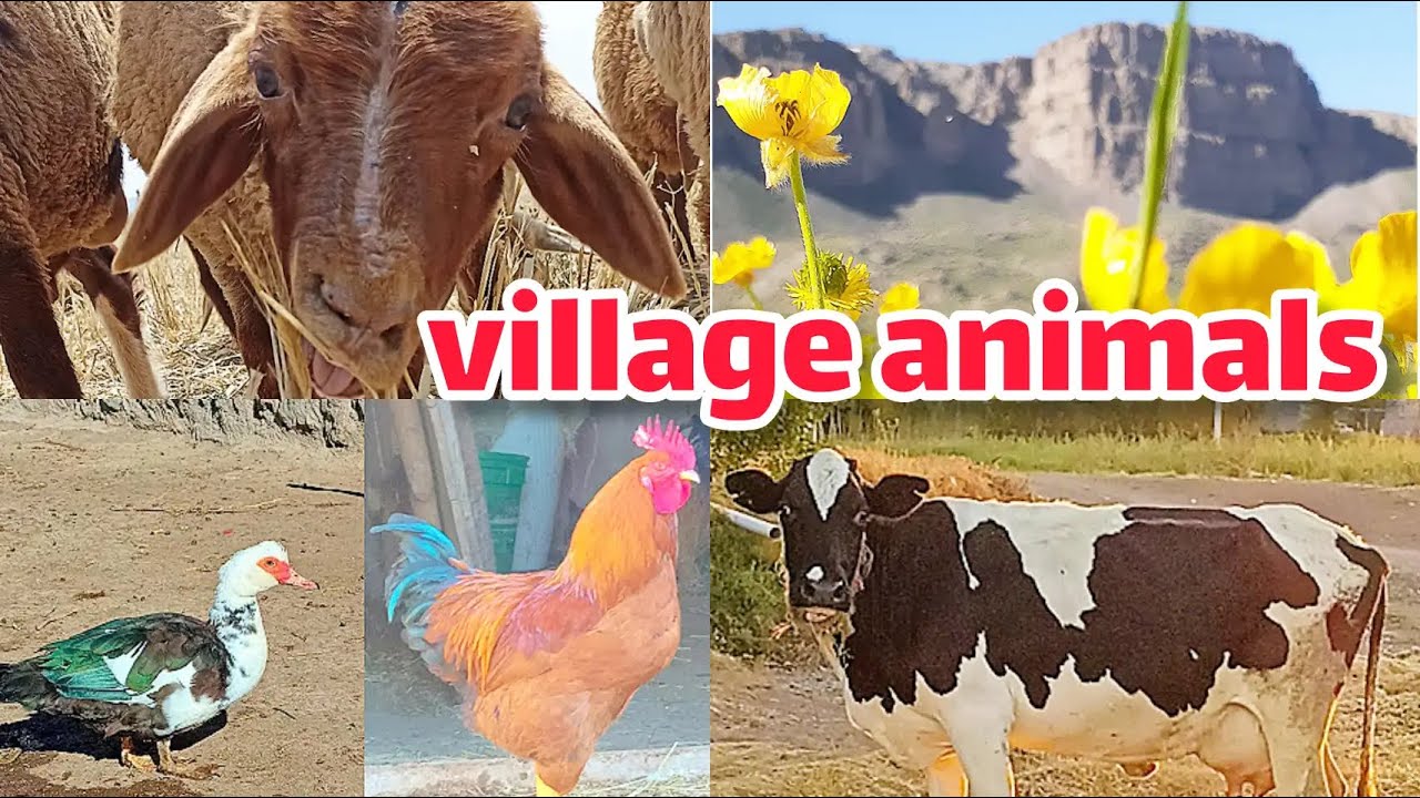 Iranian Village Lifestyle, Village animals,village animal life,village animal meeting زندگی در روستا