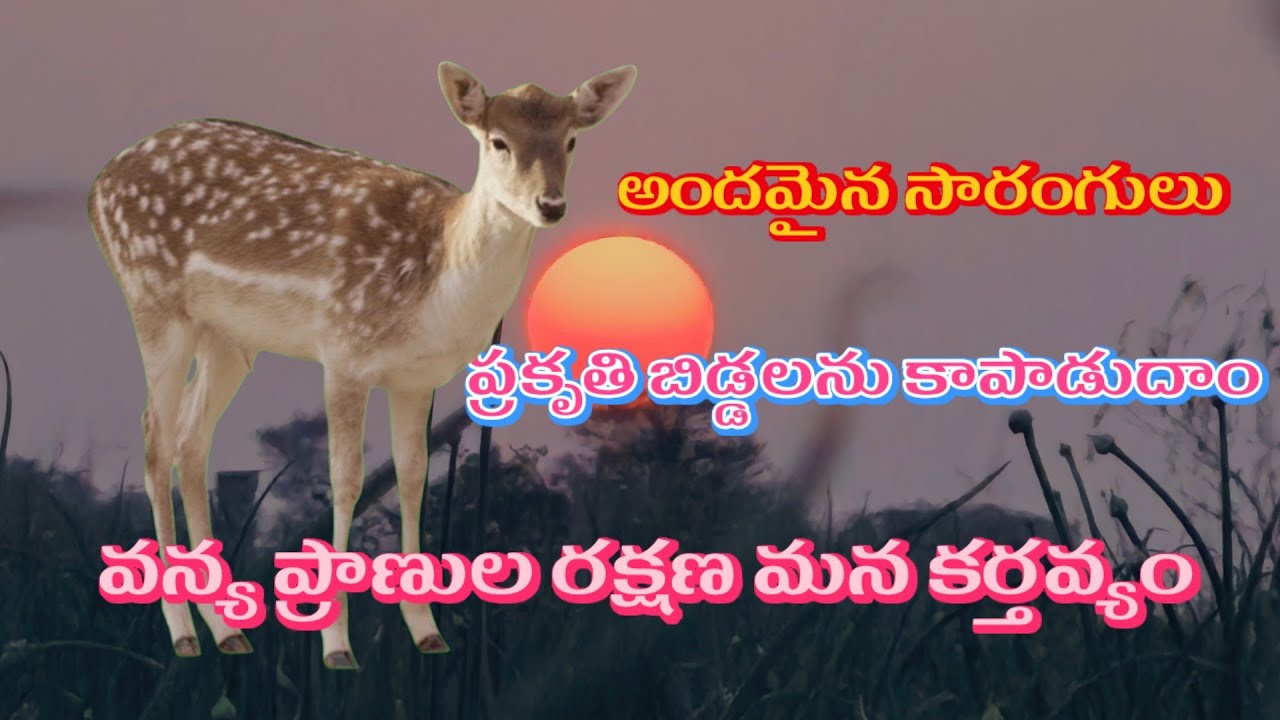 వన్య ప్రాణులను కాపాడుదాం. అందమైన జింకలు 