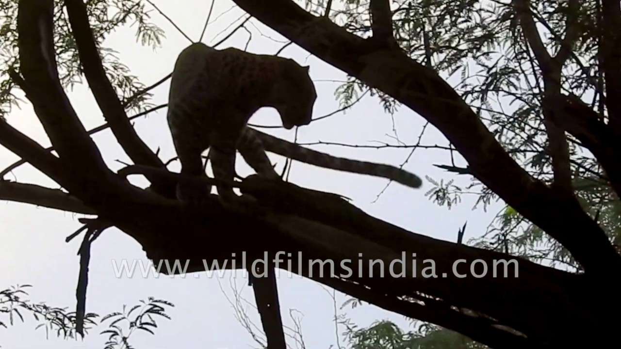 Yawning Leopard shows its climbing skill in Rajasthan Aravalli forest