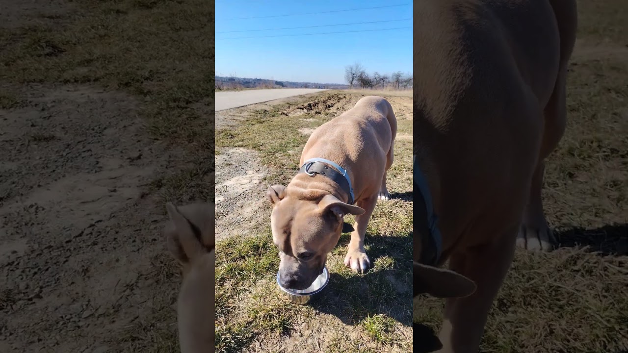 pijemy #bullyxl #americanbully #music #doglife #spacerzpsem #punk #sandomierz #woda #love #pets
