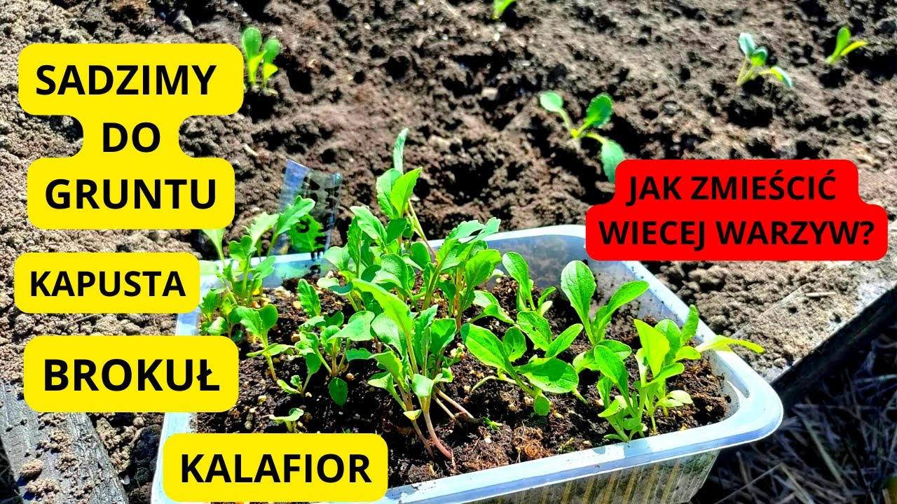Jeszcze nie jest za późno! Sadzimy kapusty brokuły kalafiory Jak zmieścić więcej niż można? Warzywa