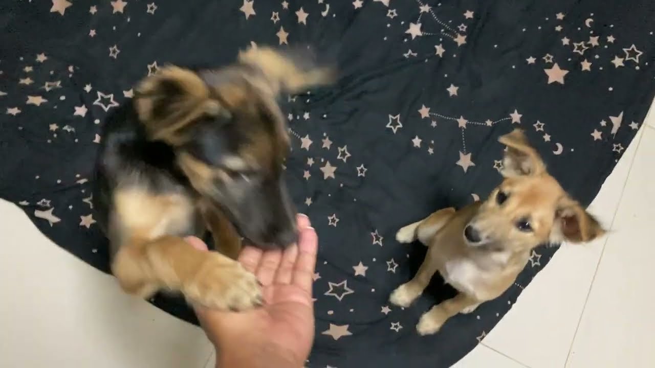 Dogs Fighting Over Food. Super Funny Dog Videos 😂😂