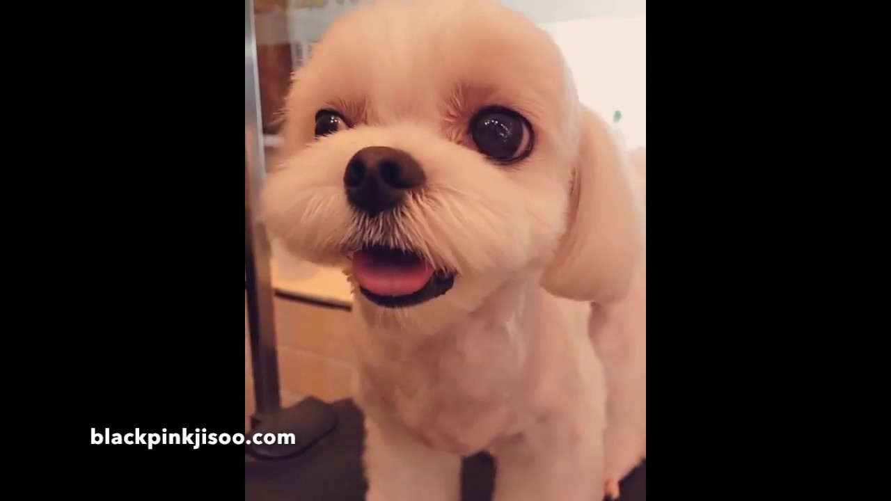 Blackpink Jisoo - Dalgom Sweet Moments
