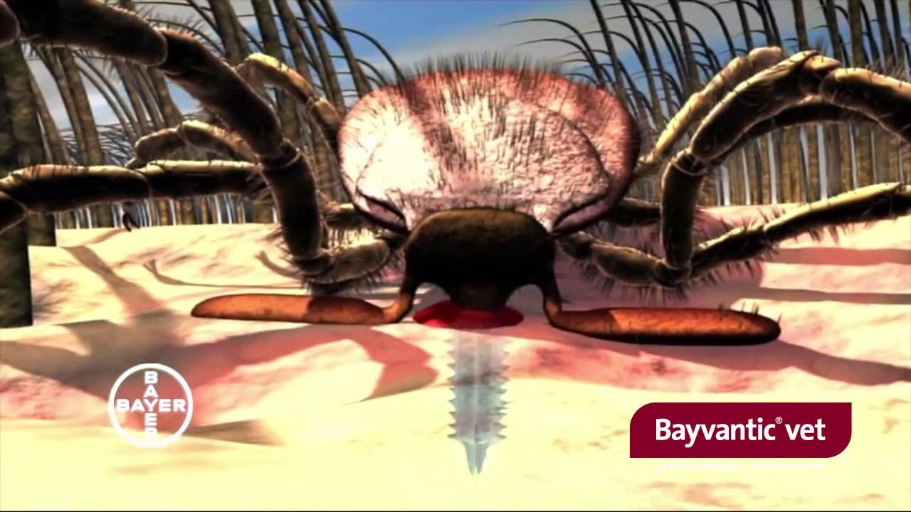Bayvantic flåter