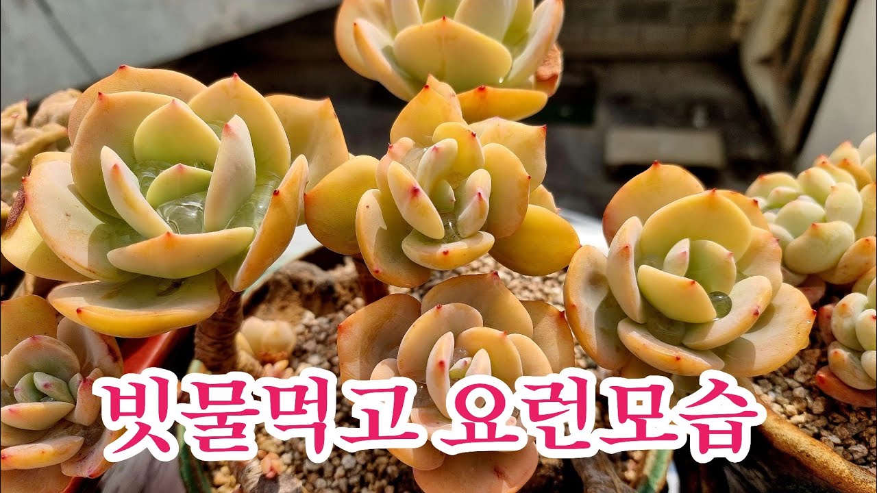 빗물먹은 보석같은모습#충분한 물관수하는시기#머니메이커금#까라솔