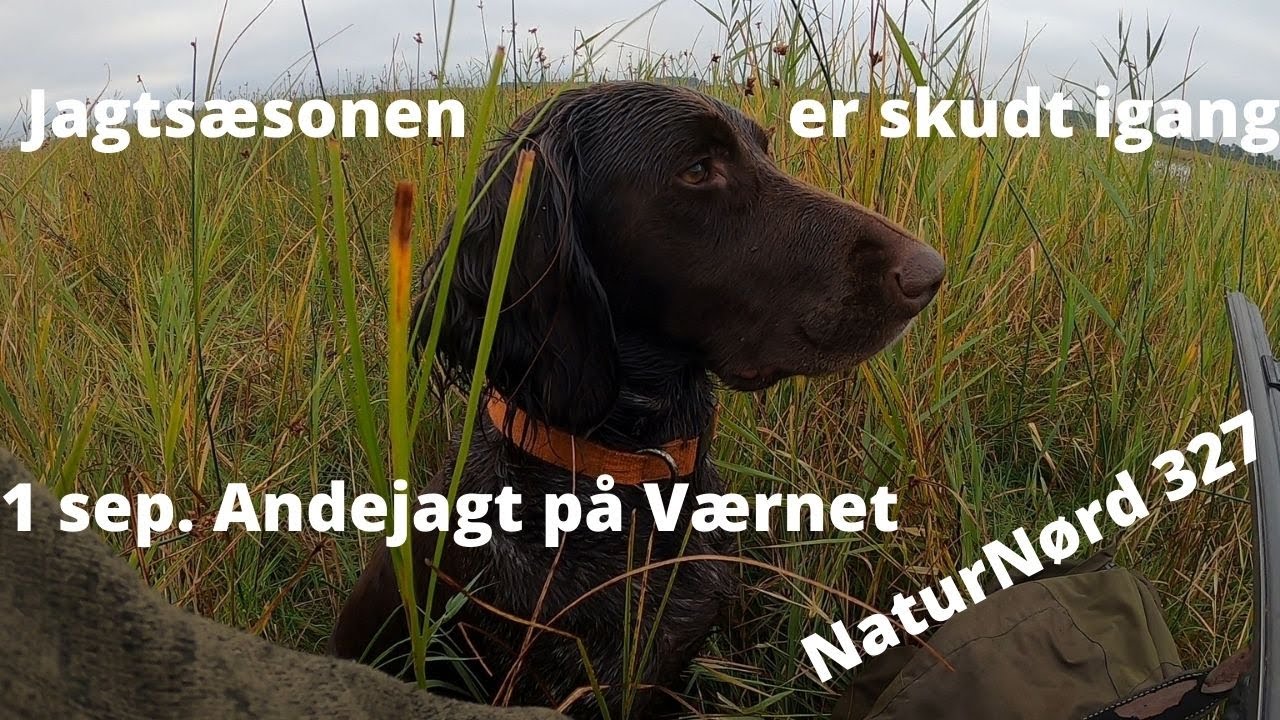 NaturNørd 327. Andejagt på Værnengene!!! + Vind præmier!!!!