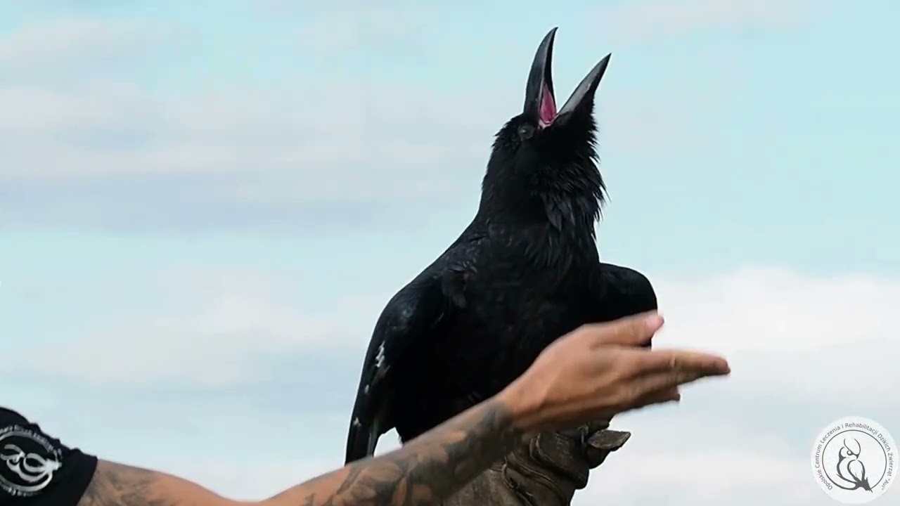 KRUK ECHO - ECHO THE RAVEN