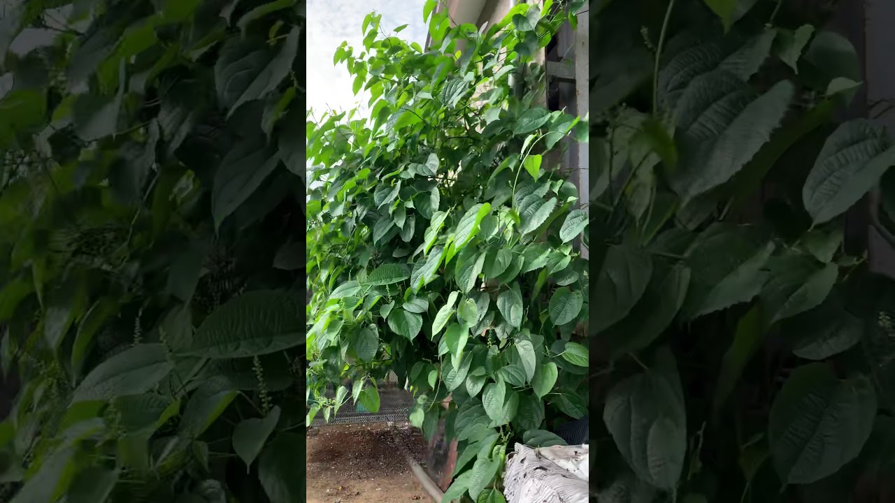 卓蘭一遊 Zhuolan