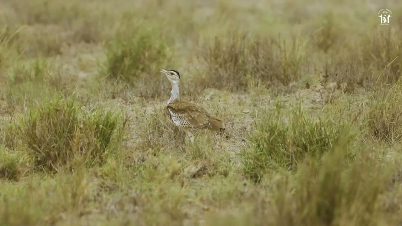Bhukkar great Indian bustard 