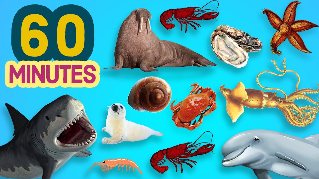 60 MINUTES EASY ENGLISH Words SEA ANIMALS Name for Kids 🦈🦭🐋🐳🐬🐟🐠🐡🦀🦞🦐🦑🐙🦕