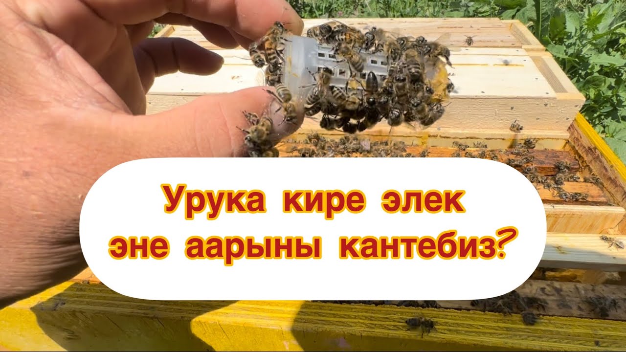 #пчеловодство #маткаводство#каринка #бакфаст #аарыбизнес#Беканас#бал#мёд#маточник#энеаары
