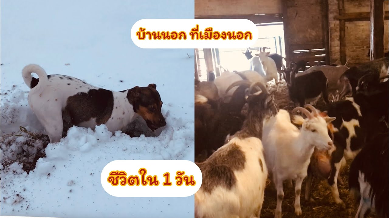 ชีวิต บ้านนอกที่เมืองงนอก: พาน้องหมาเดิน เลี้ยงแพะตัวน้อย 