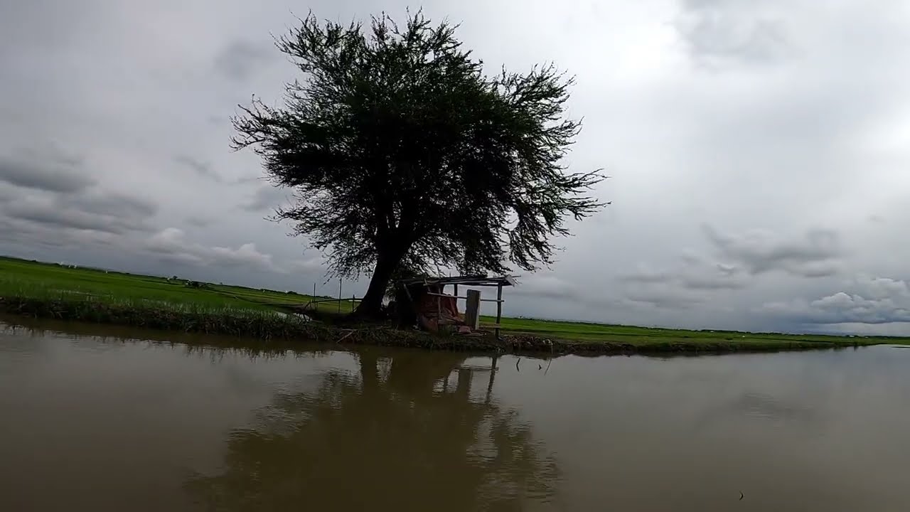 PALITAN NATIN NG TANIM UNG MGA KINAIN NG KUHOL