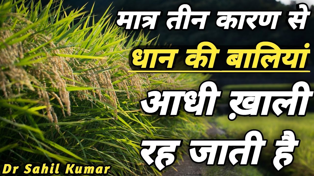 धान की पैदावार बढ़ाने के कुछ तरीके। how to increase rice yield। #farming #rice #paddy #agriculture