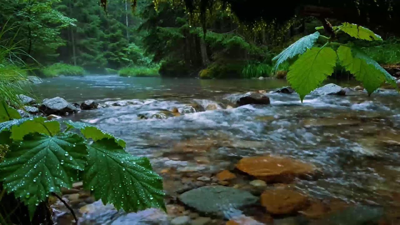 Calming Forest Ambience, Birds Singing Beautiful Stream Sounds for Deep Sleep, Study Focus, Medicine