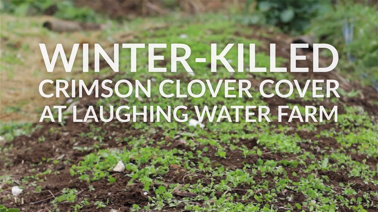 Winter Killed Crimson Clover Cover