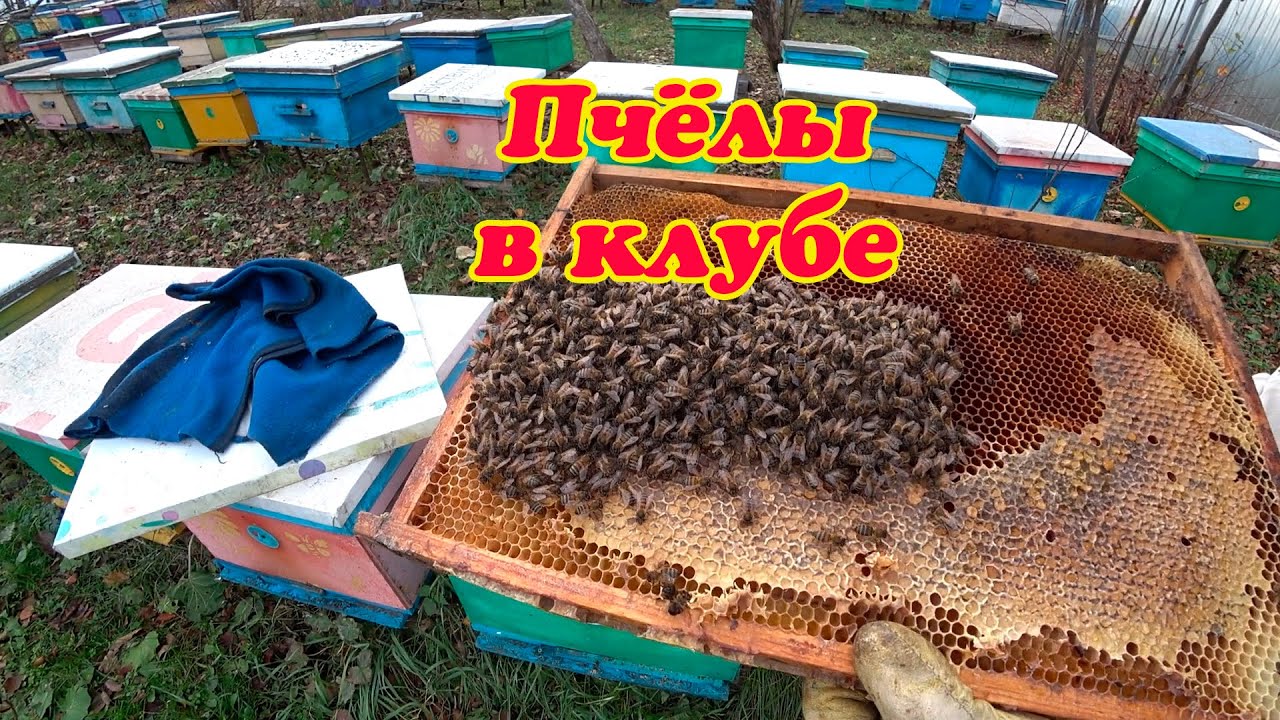 ВСКРЫВАЮ ЛОВУШКИ В +1* СО СЛАБЫМИ РОЯМИ И ОБЪЕДИНЯЮ С ОТВОДКАМИ. 1 Часть.