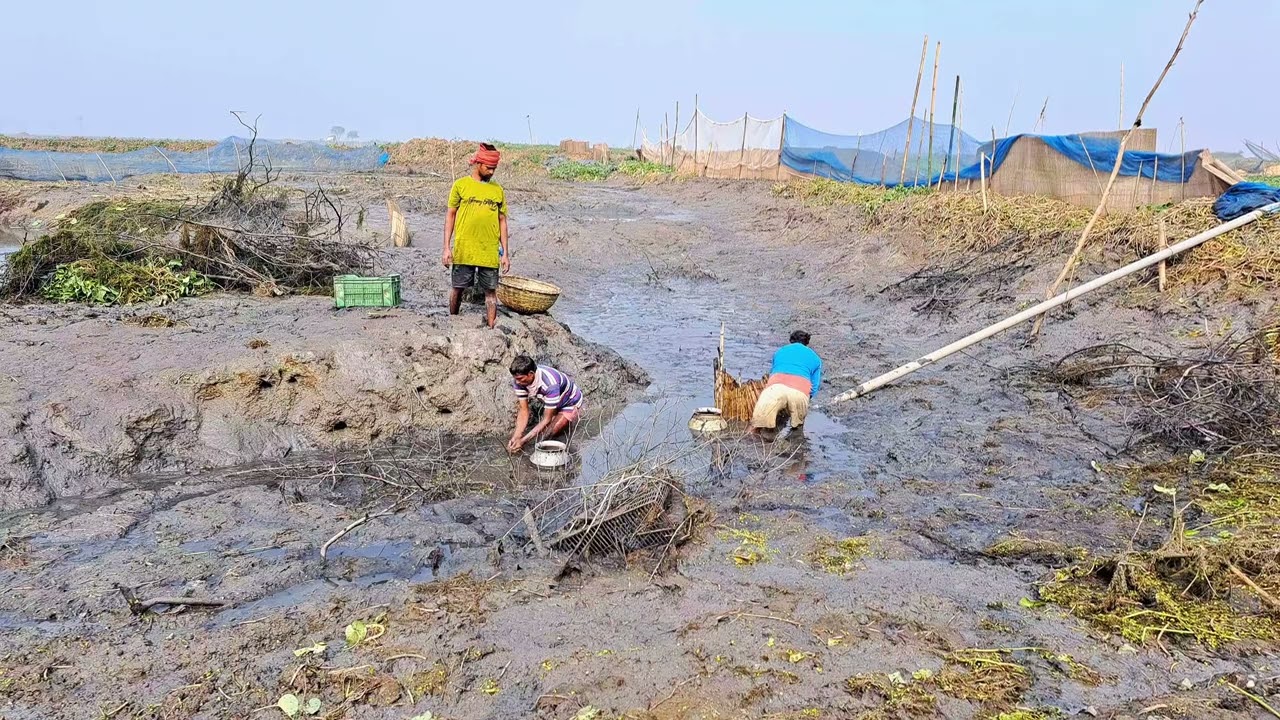 গ্রামের বিলে কি কি মাছ পেলাম বলুনতো বন্ধুরা🥀🥰