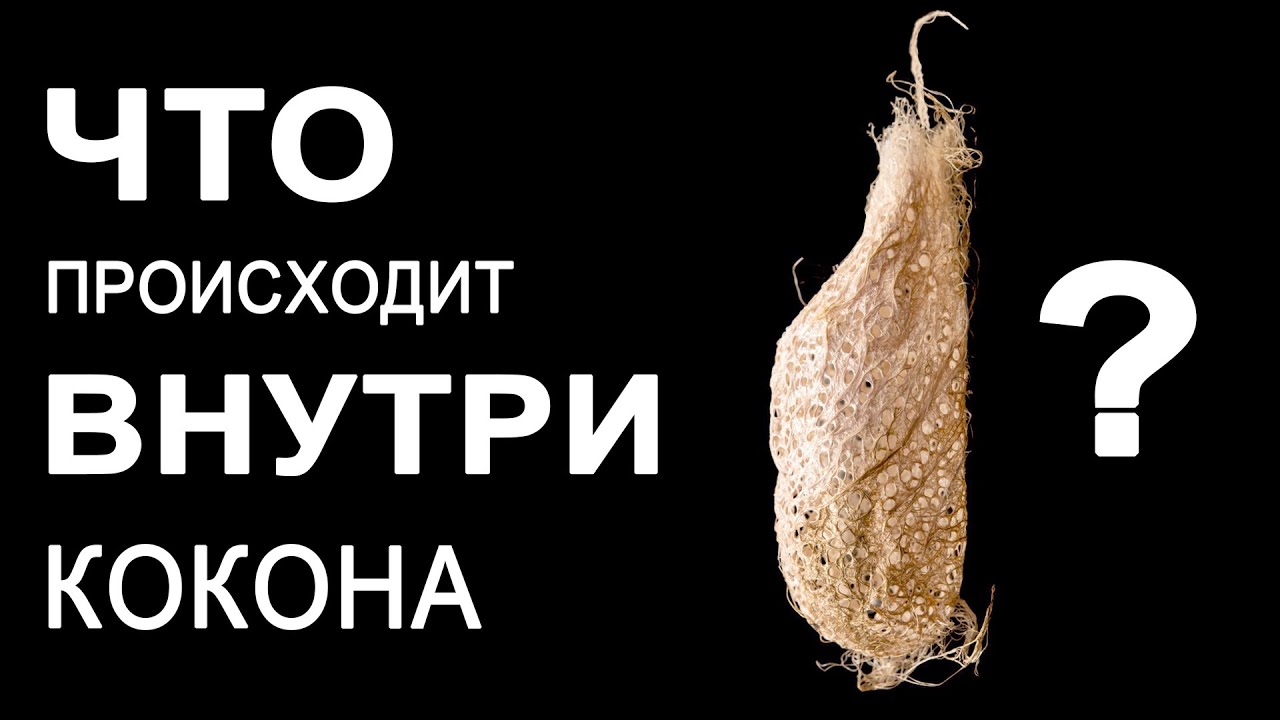 Превращение гусеницы в бабочку. Какая бабочка получится из черной гусеницы?