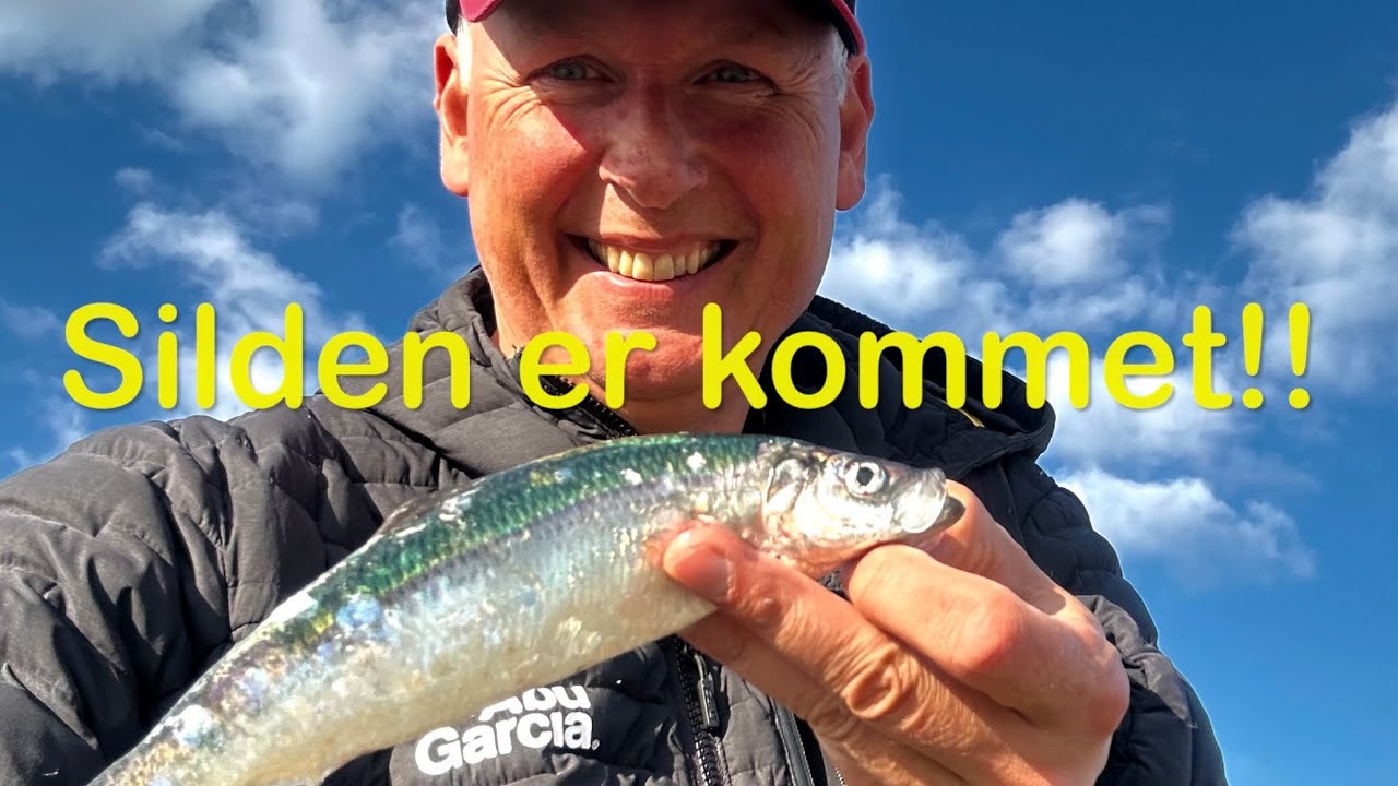 Silden er kommet! 
