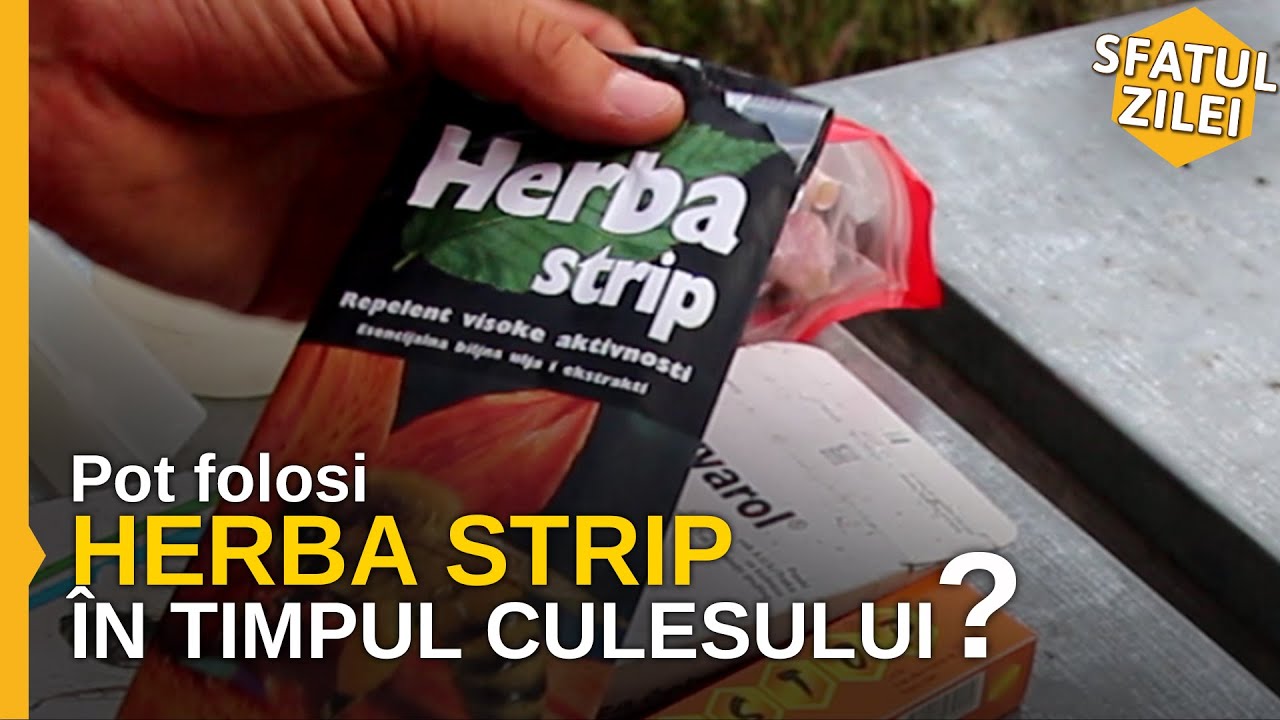 Pot folosi HERBA STRIP în timpul culesului? - Sfatul Zilei