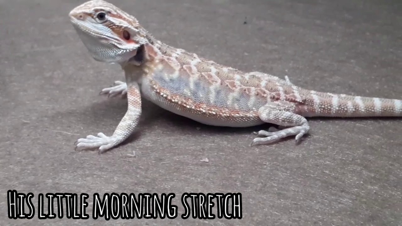 BEARDED DRAGON 1 MONTH TO 6 MONTH GROWTH!! | COREYS REPTILE 🦎
