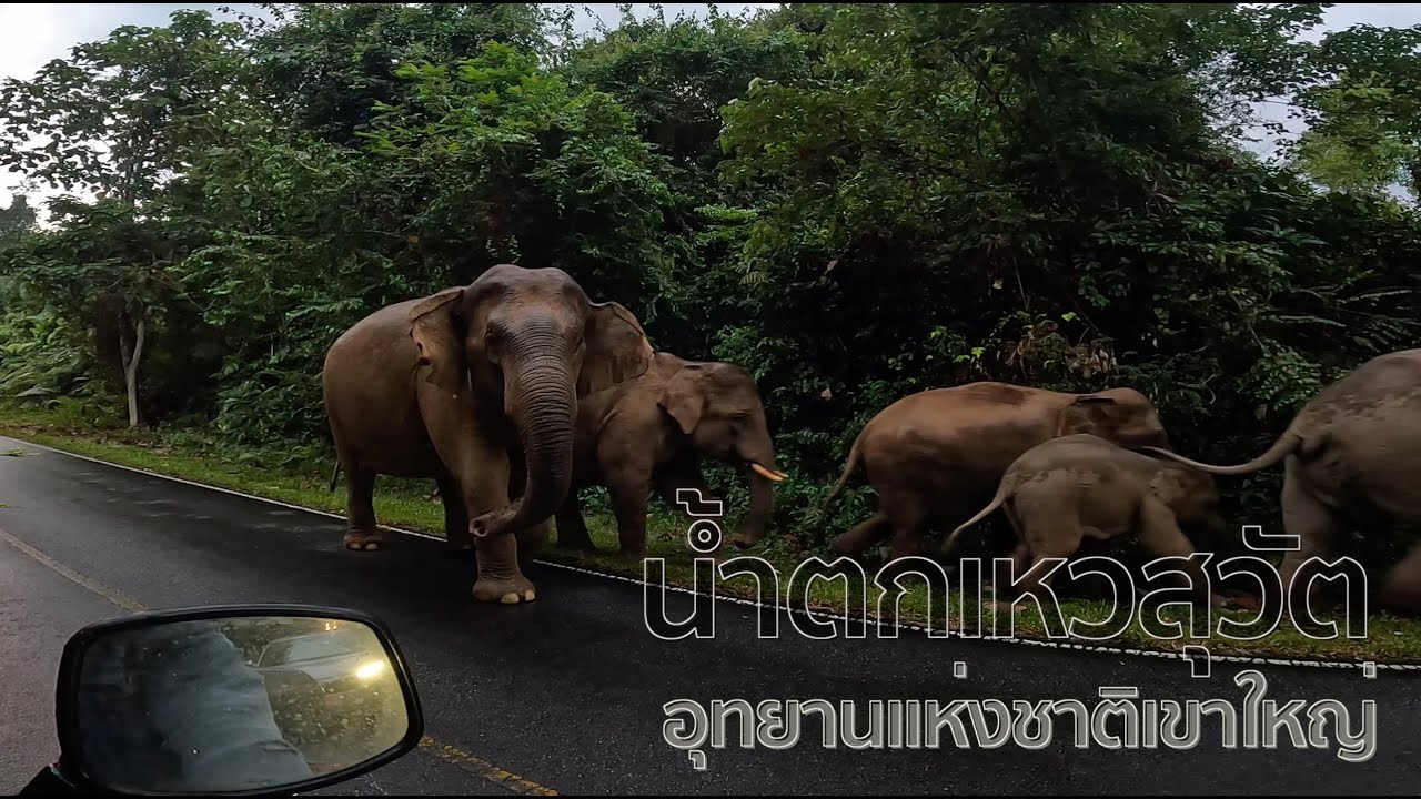 รีวิวไปน้ำตกเหวสุวัต เจอช้างเขาใหญ่ [Khao Yai National Park | route to Haew Suwat Waterfall ]