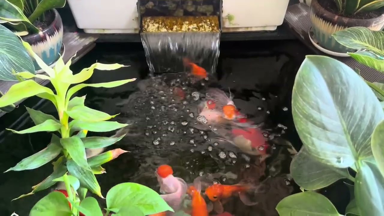 Bể cá koi bằng chậu cảnh đẹp, cá phát triển rất khỏe mạnh