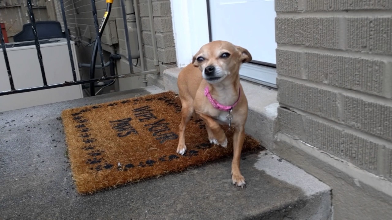 💧🦊💧 chihuahua refuses to go on a walk in the rain