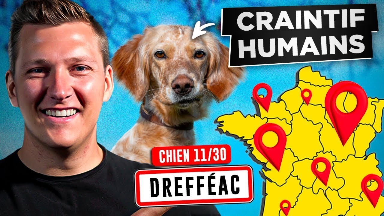 Chienne ULTRA Craintive, Adoptée En Refuge l  Jour 11 : Tour de France Educ Dog