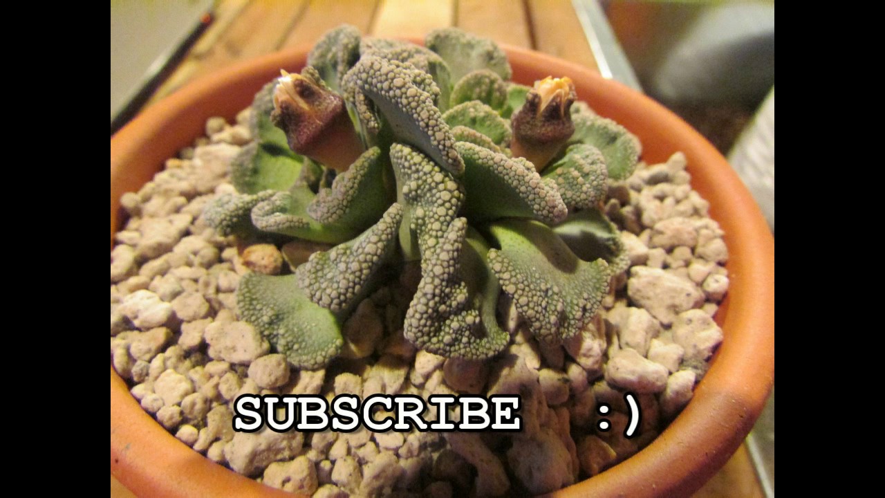 Tips for Successfully Growing Titanopsis calcareum - Potting Titanopsis - Potting Succulent Plants
