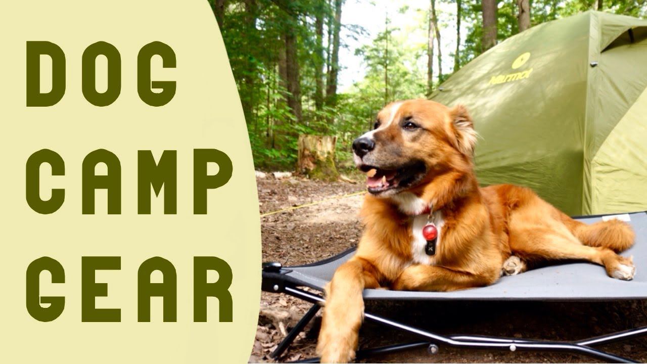 The Most Essential Dog Camp Gear