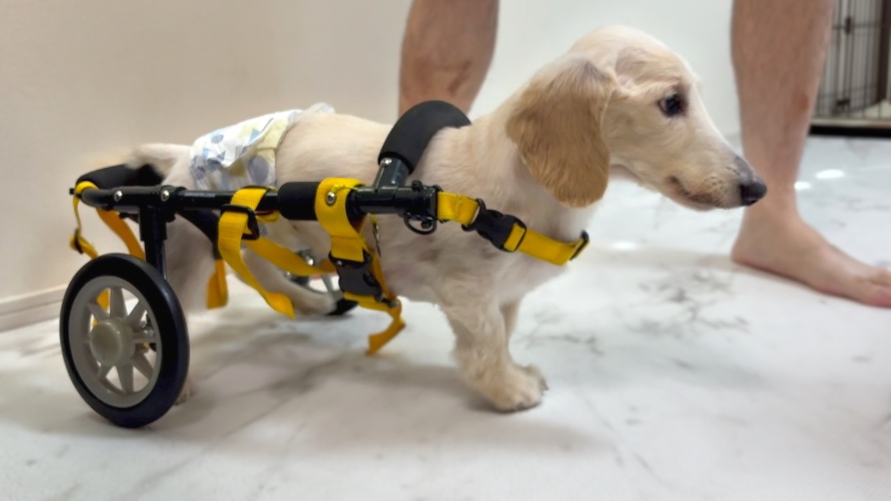 寝たきりだった老犬ダックスが誇らしげに歩く姿に胸を打たれます