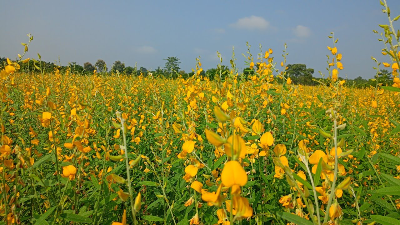 SUN HEMP FARMING 🌻(gear oil)