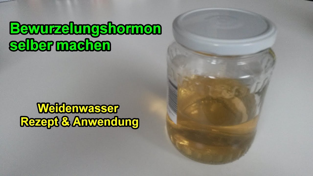 Weidenwasser selber herstellen &ndash; Bewurzelungshormon f&uuml;r Stecklinge machen / Rezept / Anwendung