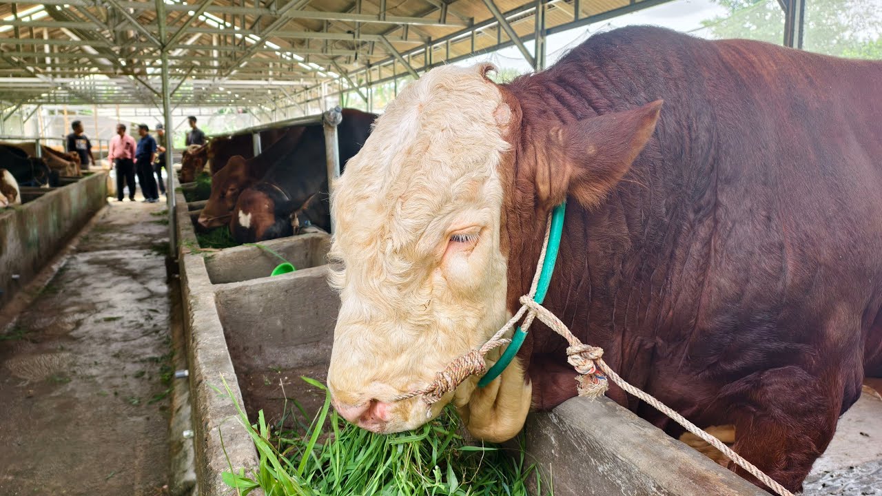 St Farm sedang live sekarang! Dafi Farm Cikampek