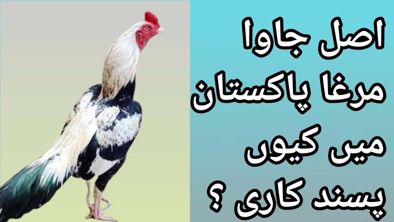 Java aseel murga | java aseel chicks | java aseel murga ki pehchan | java aseel murga price