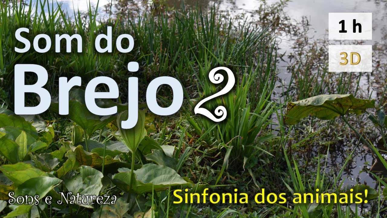 Som do brejo 2 ~ Sinfonia dos animais ~ uma noite com muitos grilos e sapos. SOM 3D.